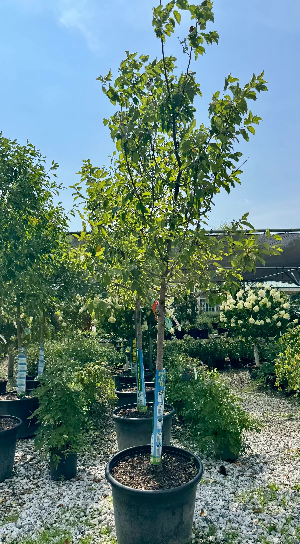 XL Red Jewel Crabapple