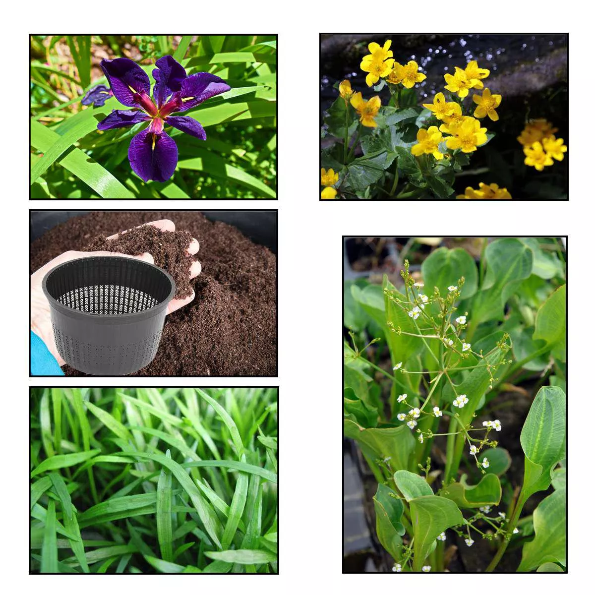 xs-iris-pack-3-marginal-plants-1-oxygenating-plant-live-water-plant-aquatic-pond XS Iris Pack – 3 Marginal Plants & 1 Oxygenating Plant – Live Water Plant Aquatic Pond Lake Marginal – Black gamecock
