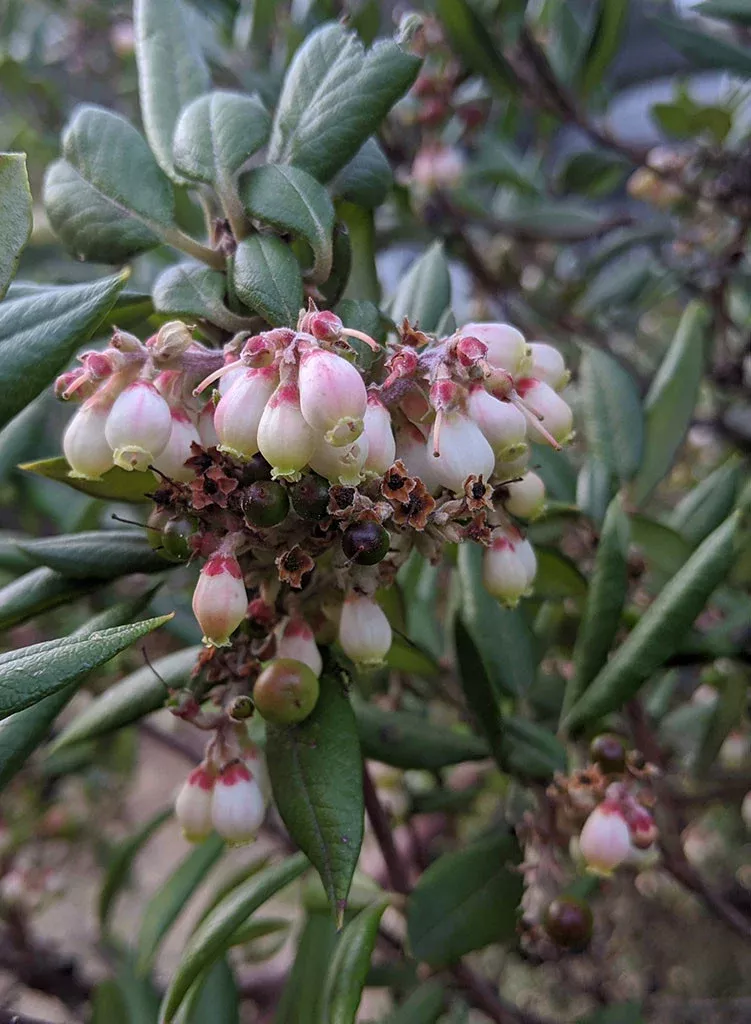 xylococcus-bicolor-mission-manzanita-plant Xylococcus bicolor - Mission Manzanita (Plant)