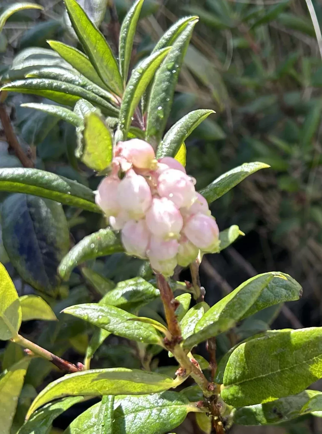 Xylococcus bicolor Mission Manzanita