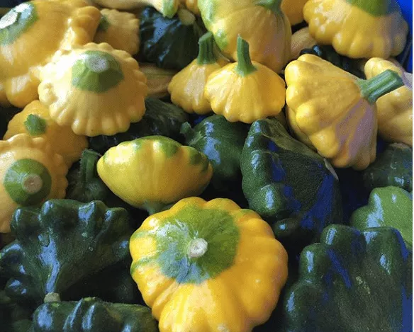 y-star-f1-summer-squash Y-Star F1 Summer Squash