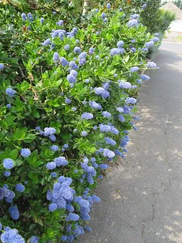 yankee-point-carmel-ceanothus Yankee Point Carmel Ceanothus