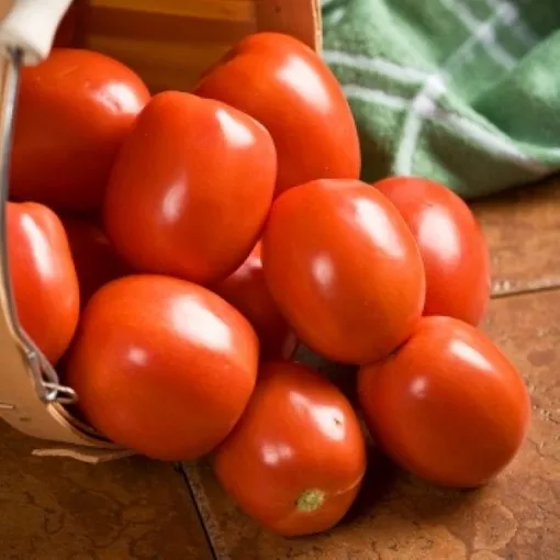 yaqui-tomato-seeds Yaqui Tomato Seeds