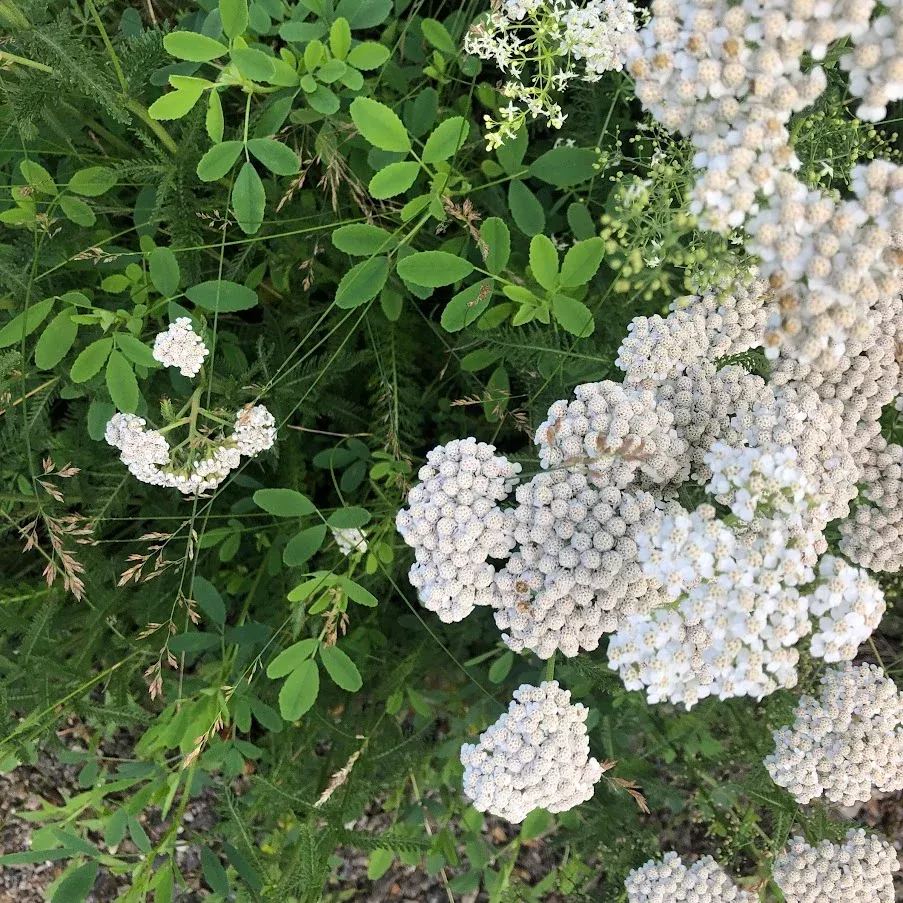 yarrow-common-achillea-millefolium Yarrow: Common (Achillea millefolium)