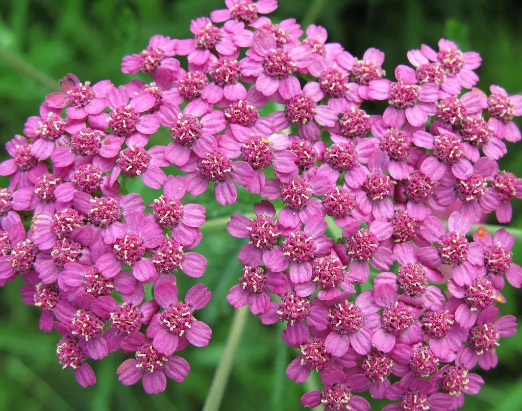 yarrow-lavender-beauty Yarrow 'Lavender Beauty'