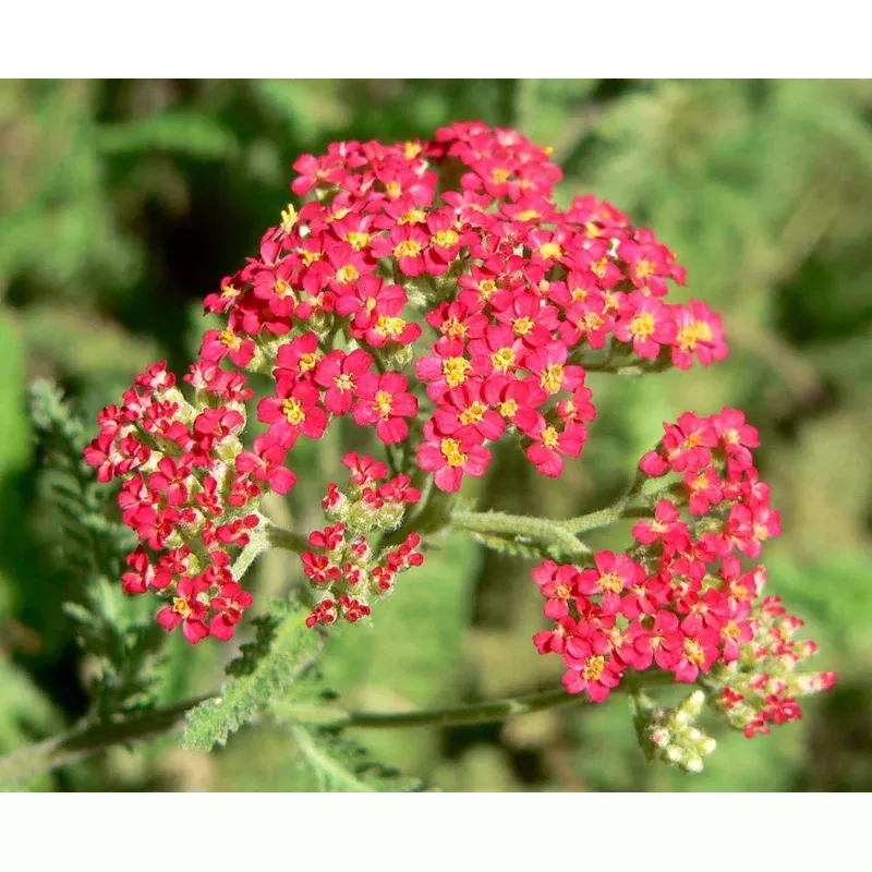 Yarrow 'Paprika'