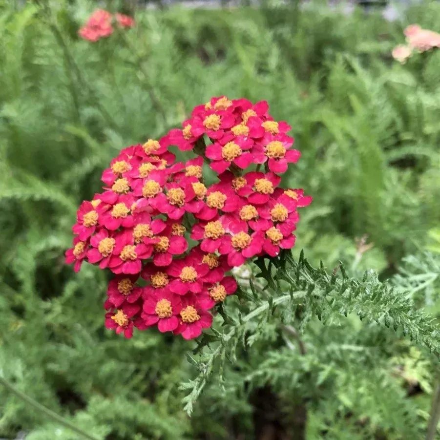 yarrow-red-achillea-millefolium Yarrow: Red (Achillea millefolium)