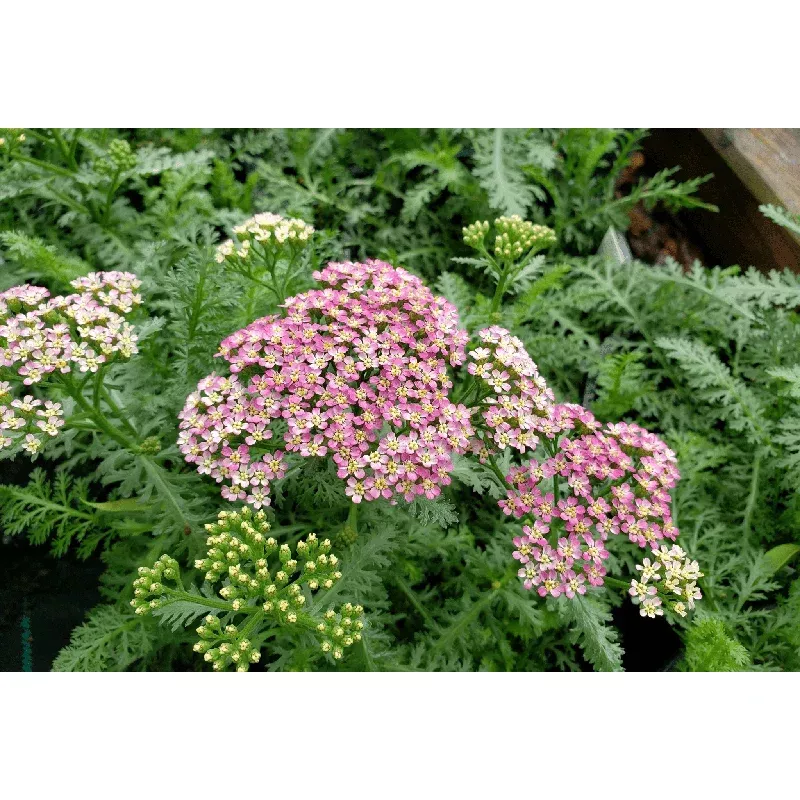yarrow-rose Yarrow 'Rose'