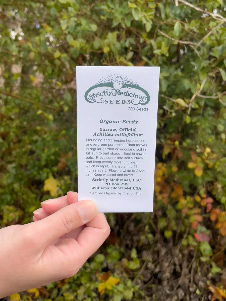 Yarrow Seeds