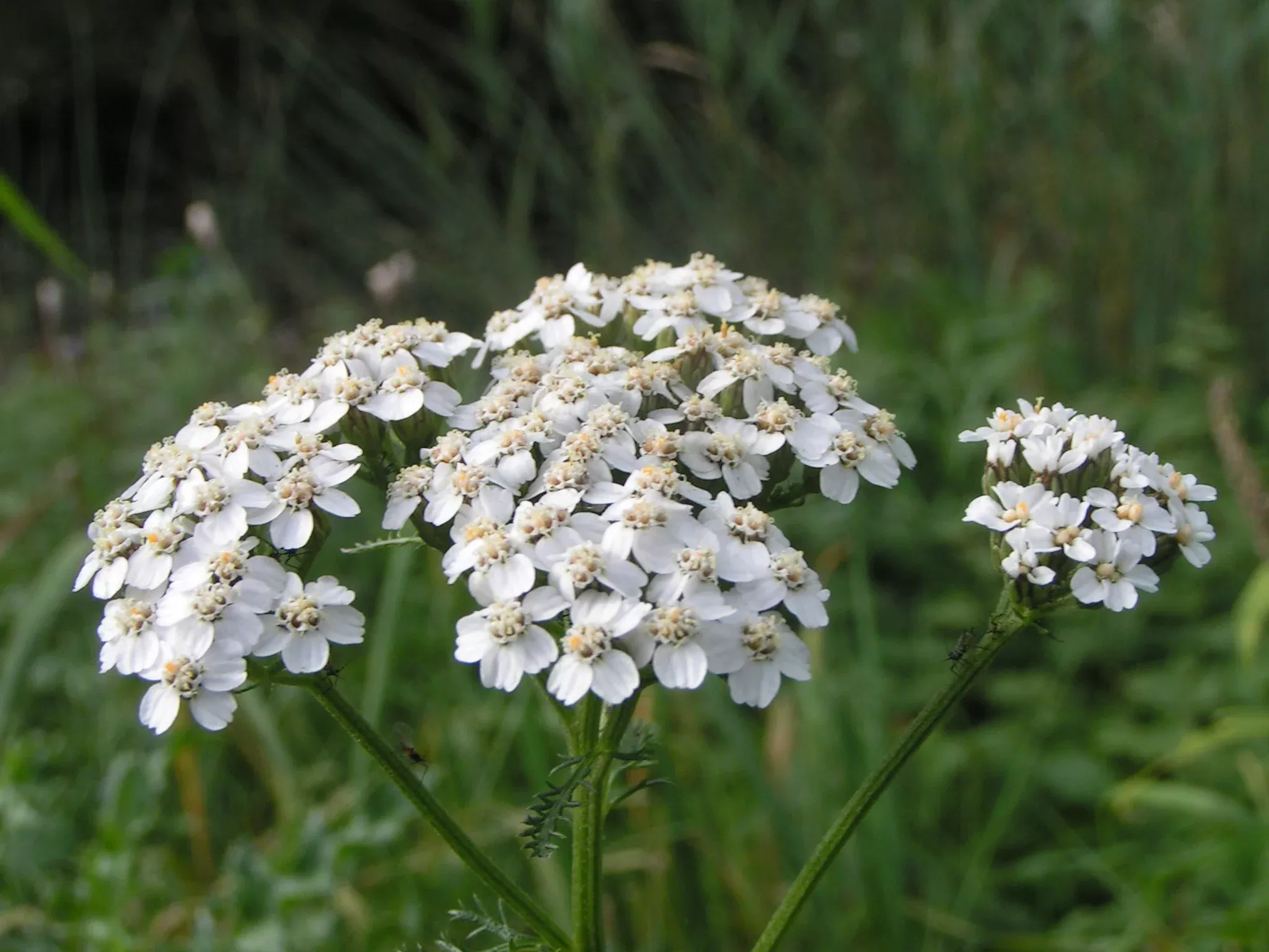 Yarrow 'Sonoma Coast'