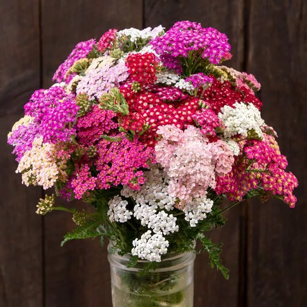 yarrow-summer-berries-achillea-millefolium Yarrow: Summer Berries (Achillea millefolium)