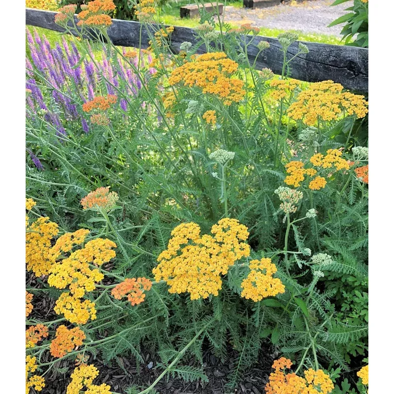 yarrow-yellow-terracotta Yarrow 'Yellow Terracotta'