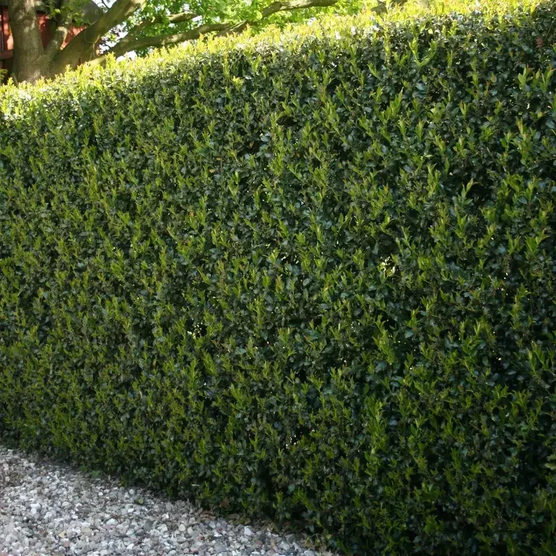 Yaupon Holly 'Pride of Houston'