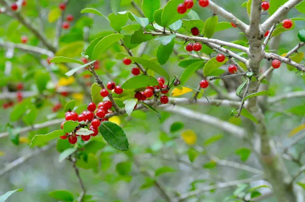 Yaupon Holly