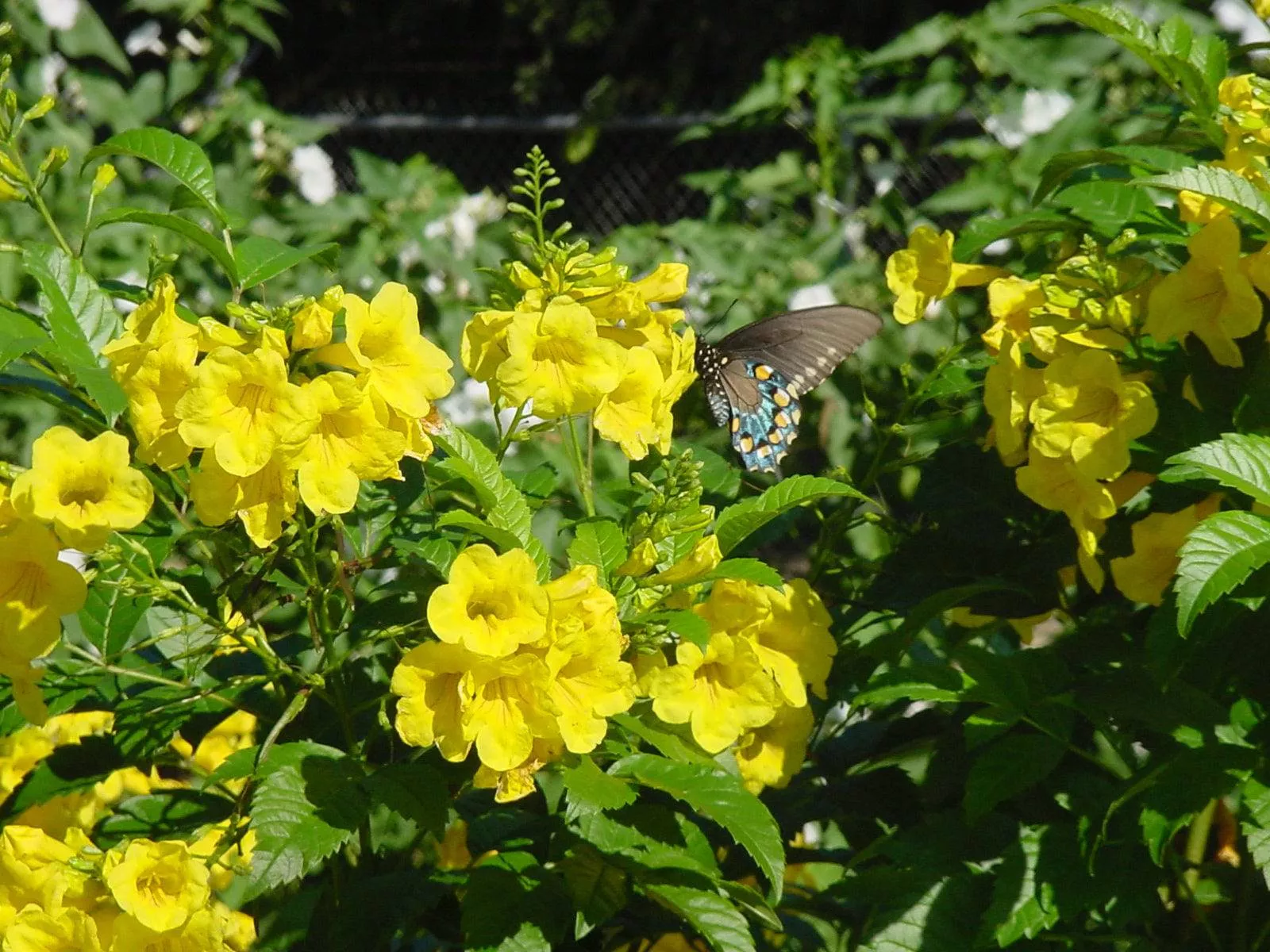 Yellow Bells