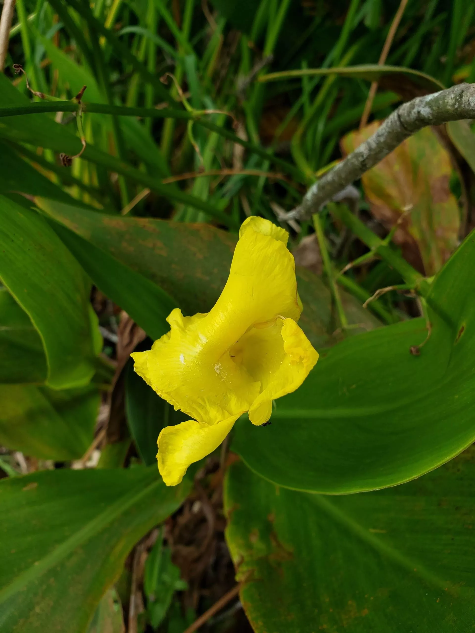 yellow-canna-lily Yellow Canna Lily