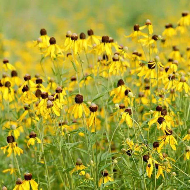 yellow-coneflower Yellow Coneflower