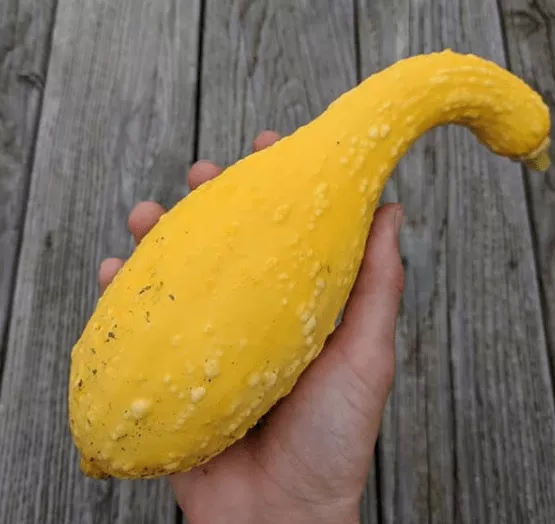 Yellow Crookneck S Squash
