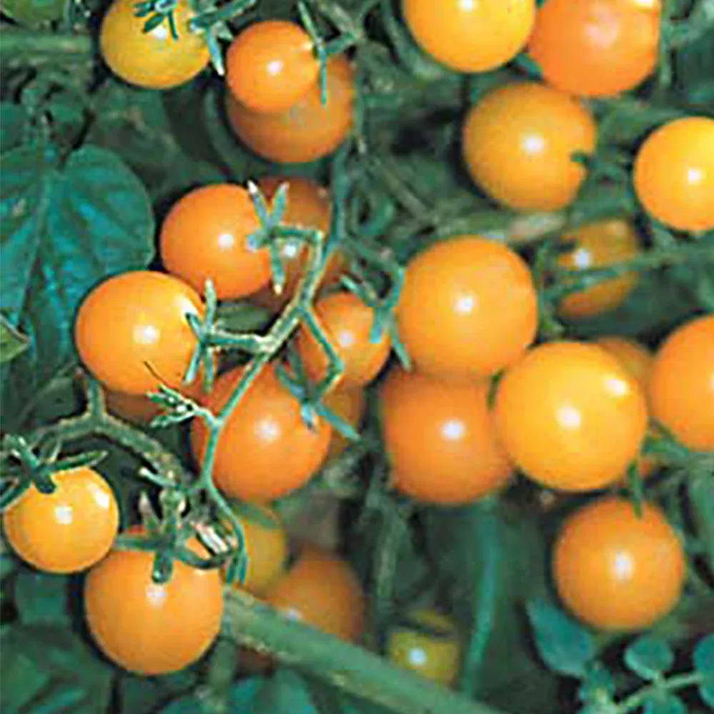 yellow-currant-tomato Yellow Currant Tomato