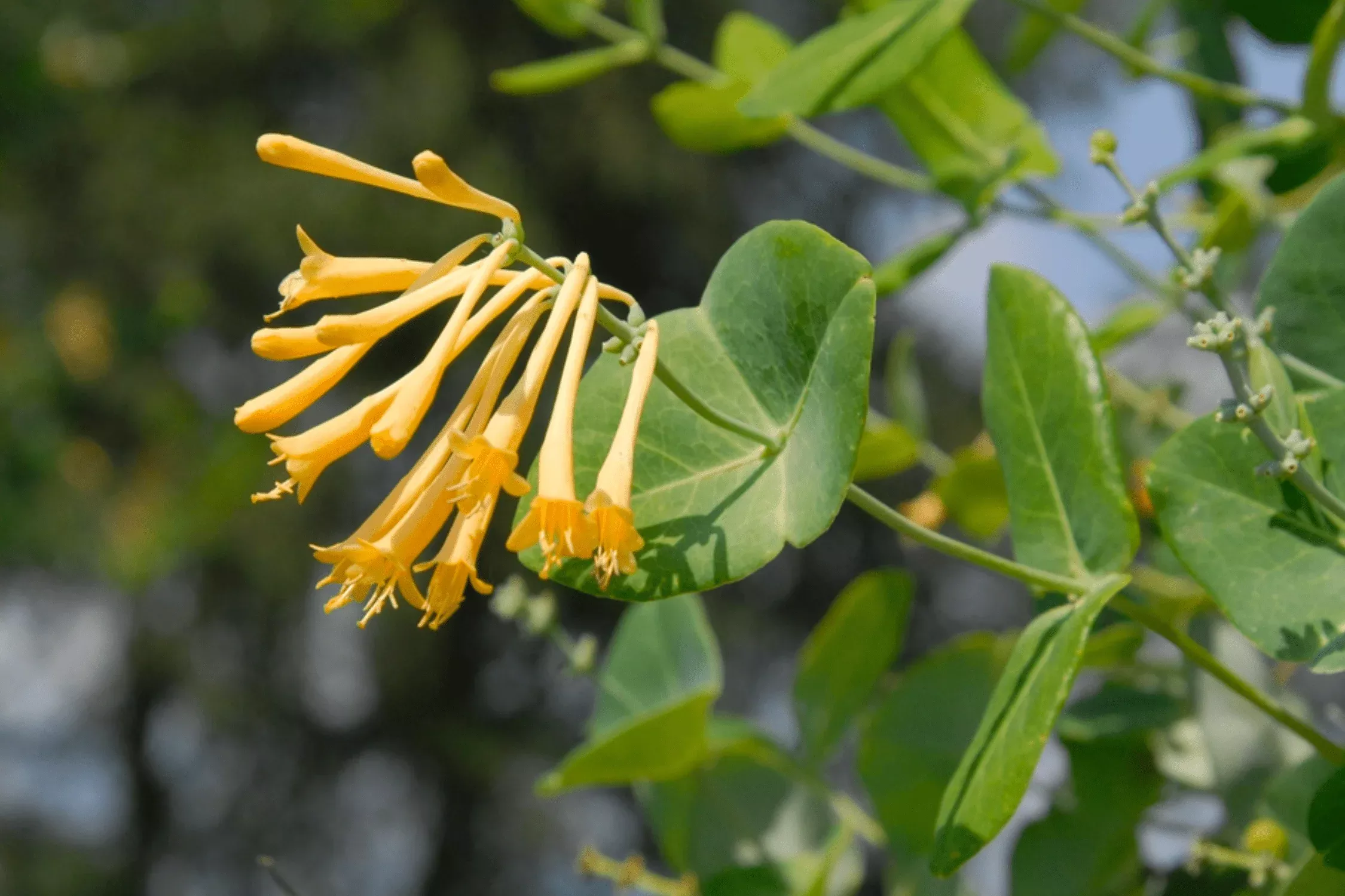 yellow-honeysuckle Yellow Honeysuckle