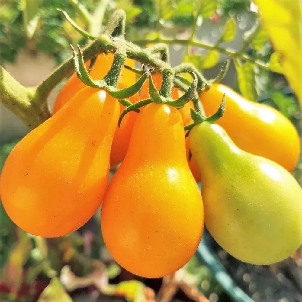 yellow-pear-tomato Yellow Pear Tomato