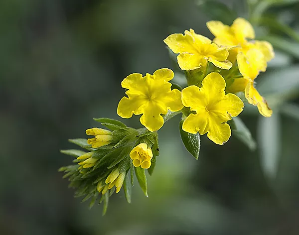 yellow-pineland-heliotrope Yellow Pineland Heliotrope