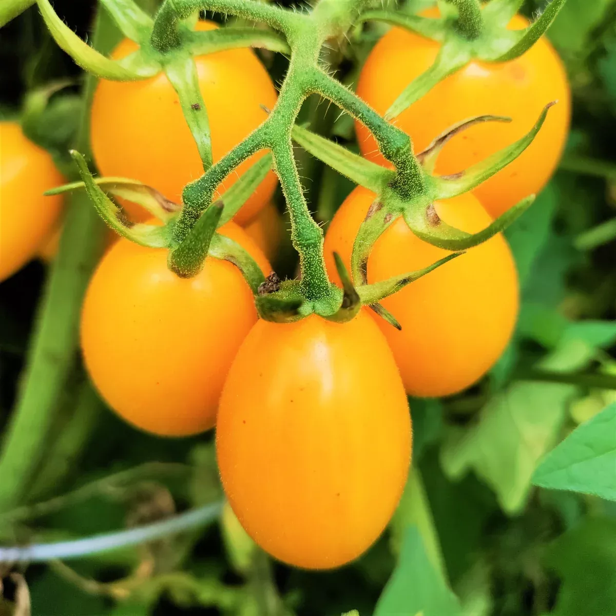 yellow-plum-grape-tomato Yellow Plum Grape Tomato