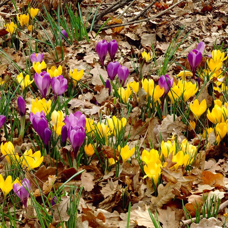 yellow-purple-snow-crocus-mix Yellow & Purple Snow Crocus Mix