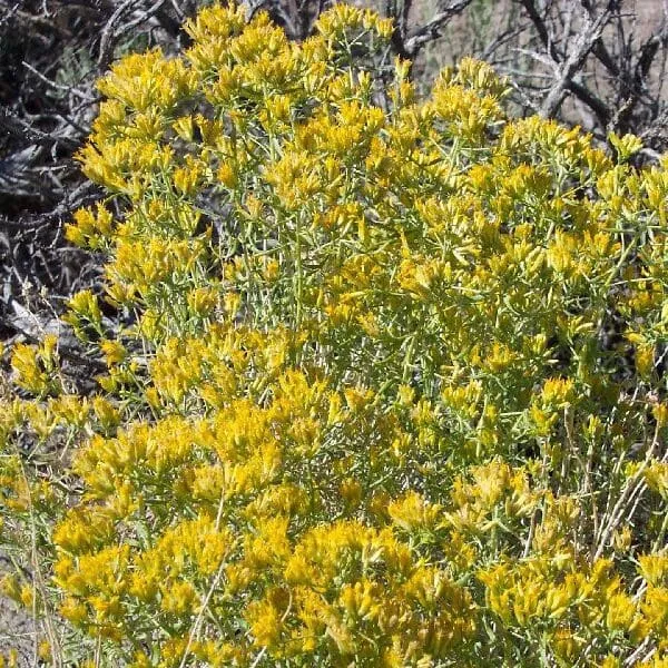 yellow-rabbitbrush Yellow Rabbitbrush