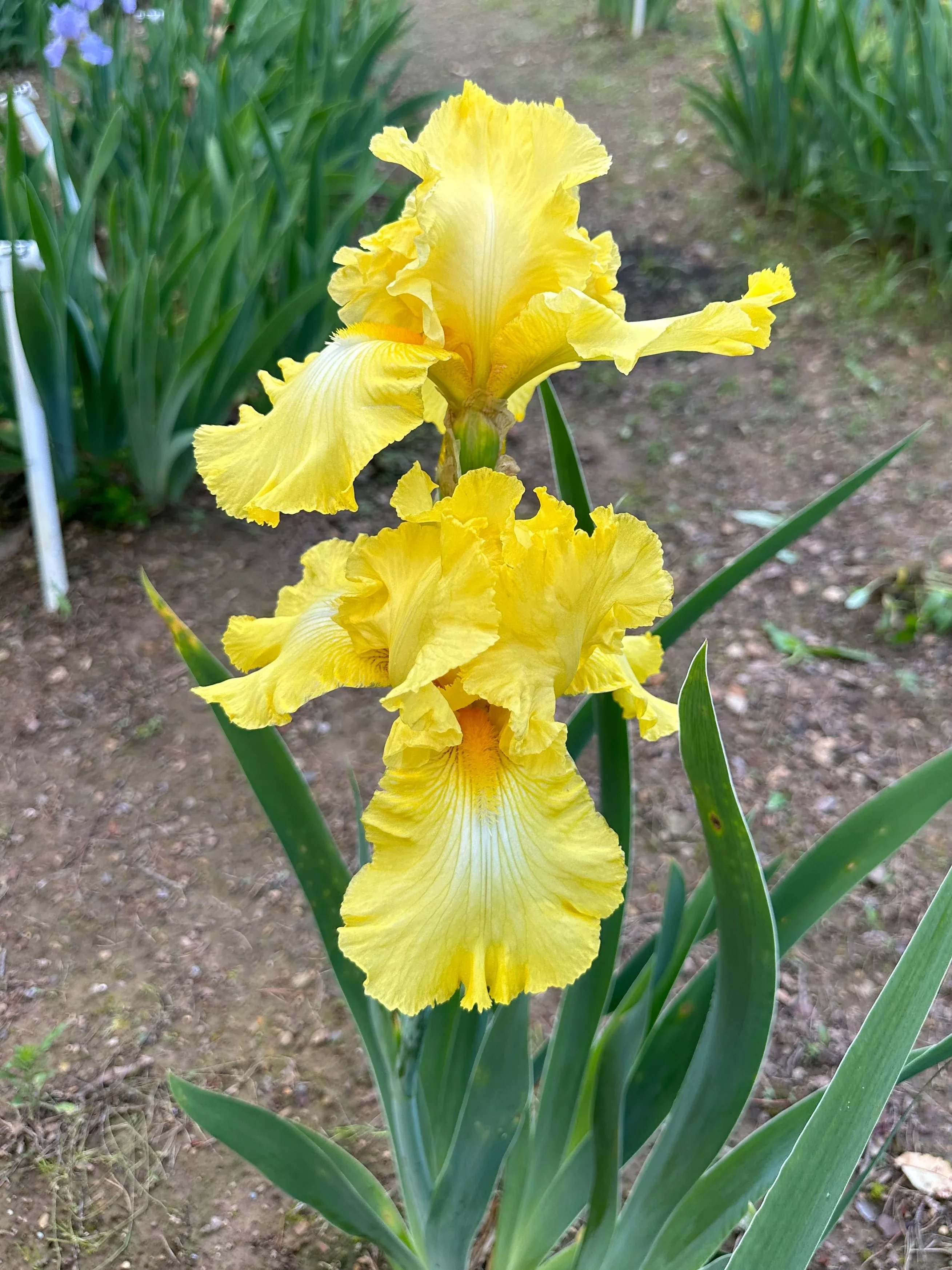 yellow-ruffles Yellow Ruffles