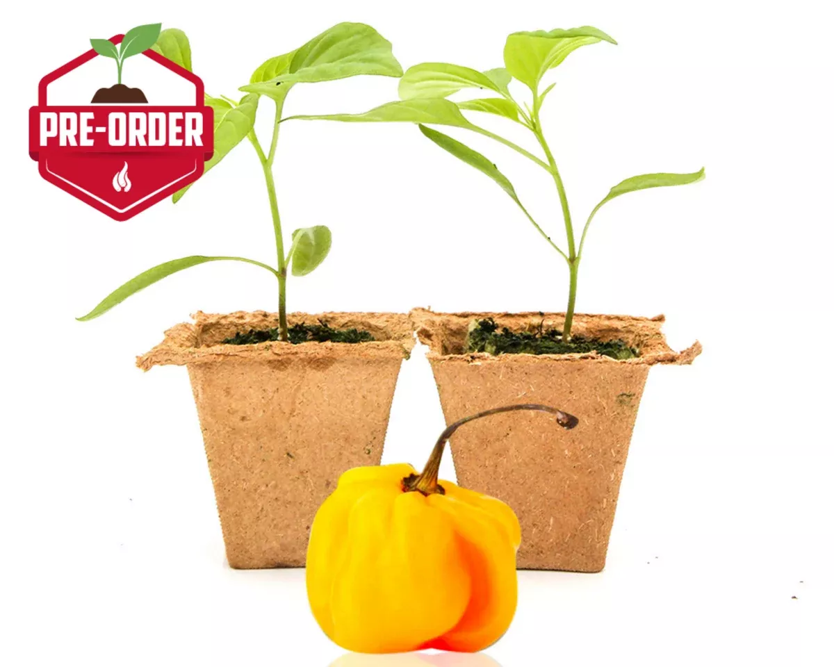 yellow-scotch-bonnet-pepper-plants Yellow Scotch Bonnet Pepper Plants