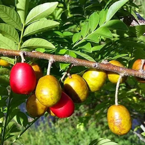 yellow-spanish-hog-plum-ciruela-jocote-amarillo-tree Yellow Spanish/Hog Plum, Ciruela, Jocote Amarillo, Tree