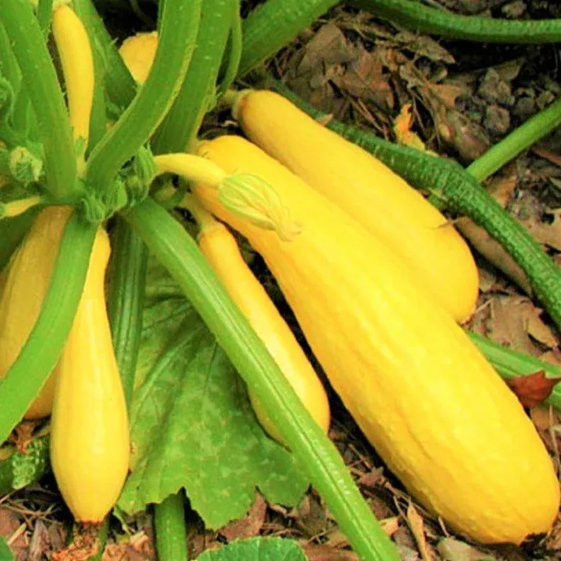 yellow-straightneck-squash Yellow Straightneck Squash