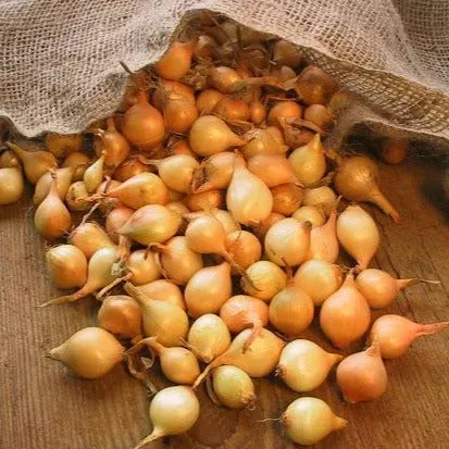 Yellow Stuttgarter Onion Sets (Bulbs)