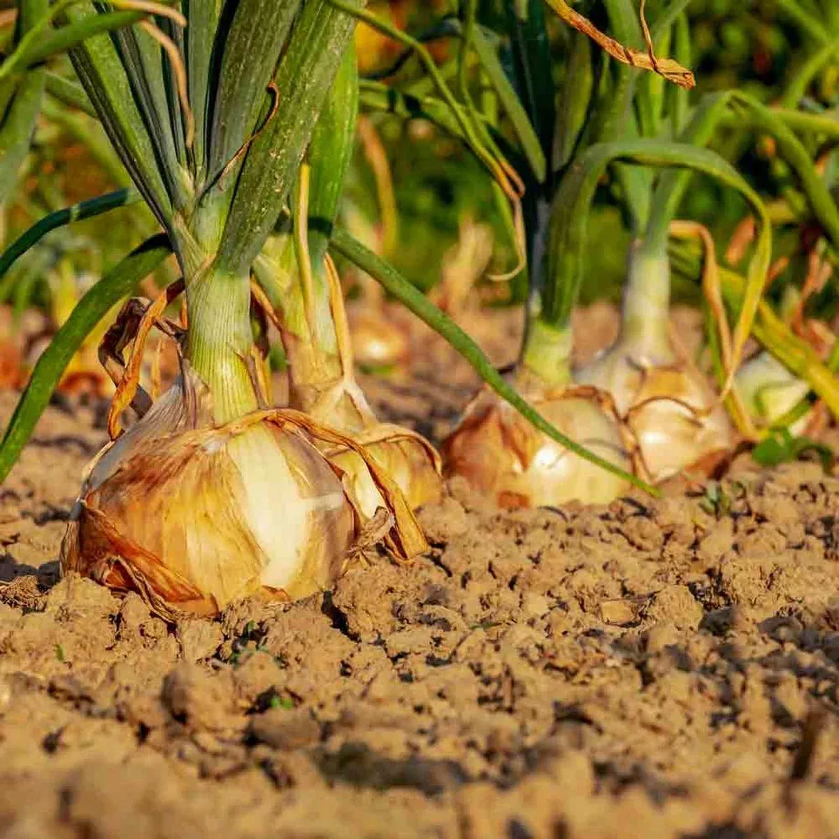 Yellow Sweet Spanish Onion