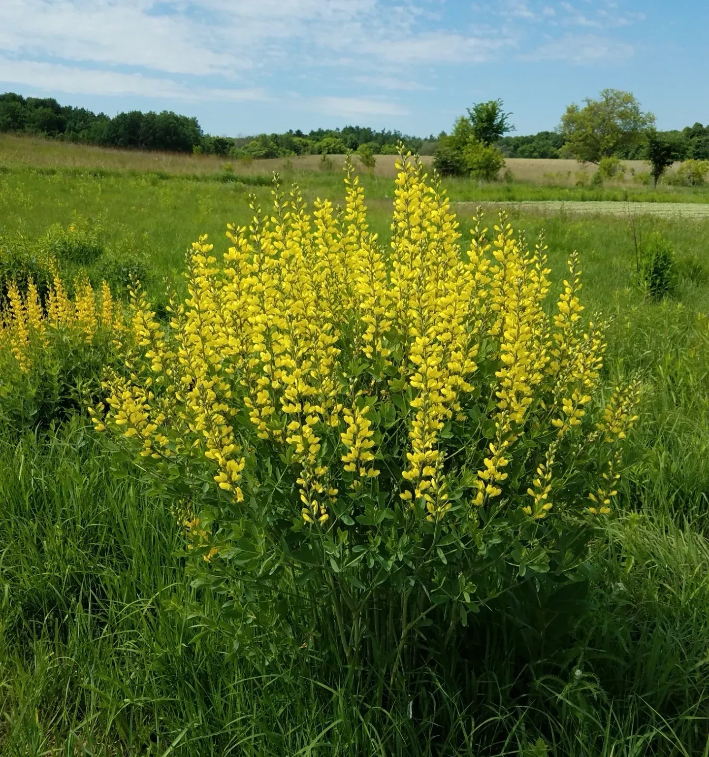 yellow-wild-indigo Yellow Wild Indigo