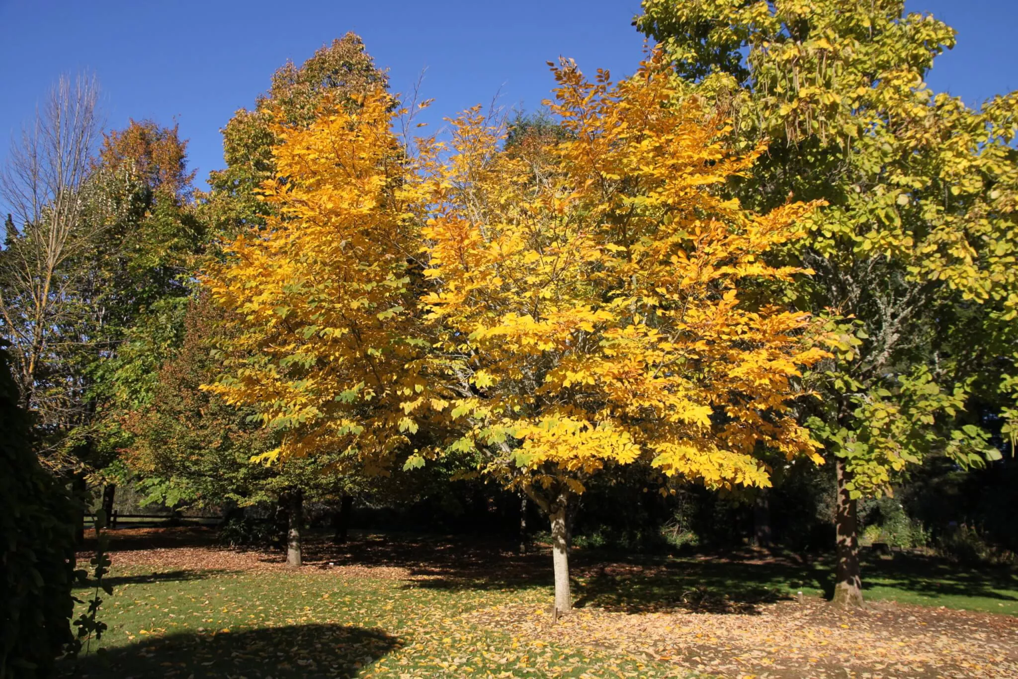 Yellowwood, Bare Root