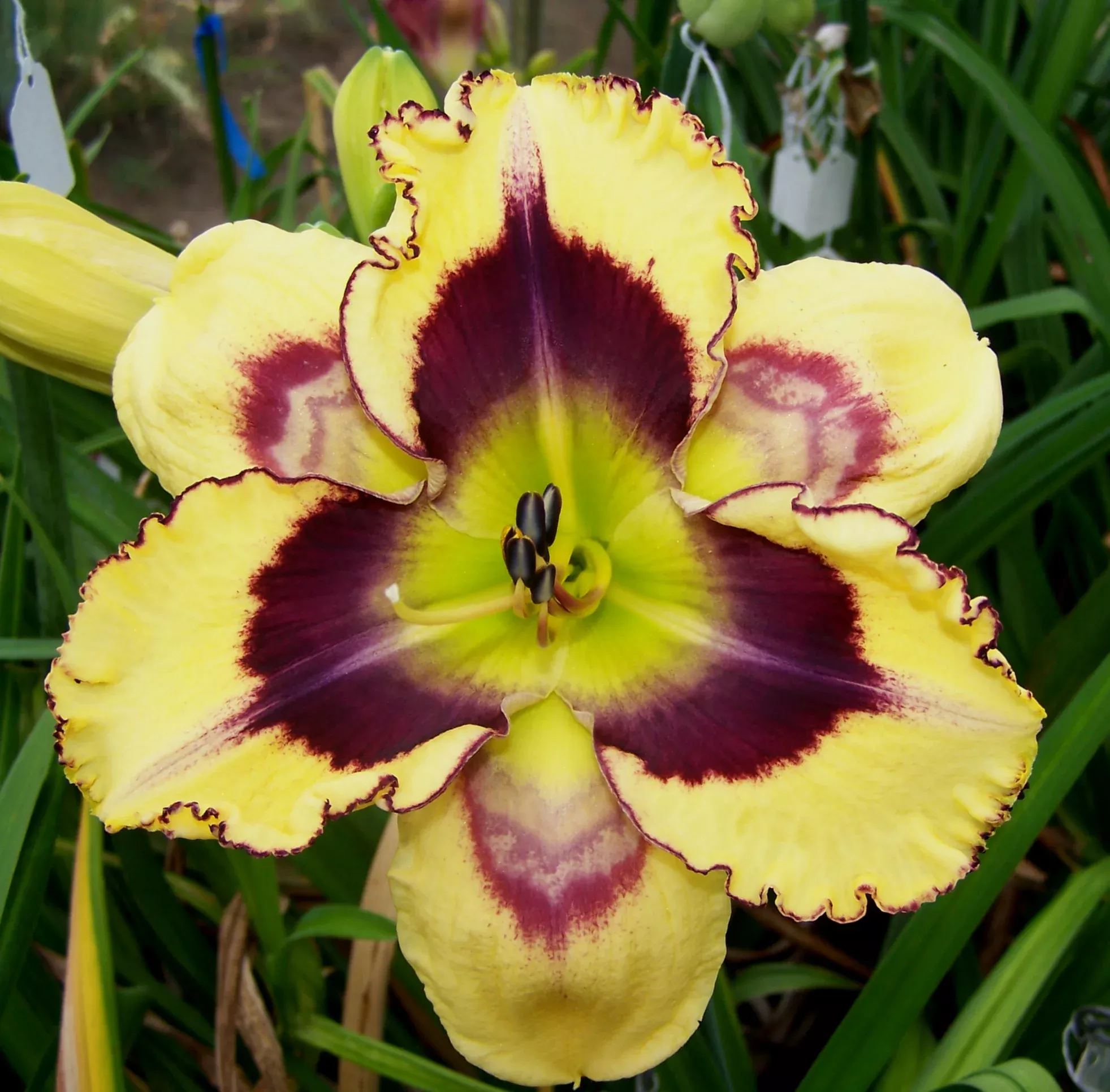 yo-yo-daylily Yo-Yo (Daylily)