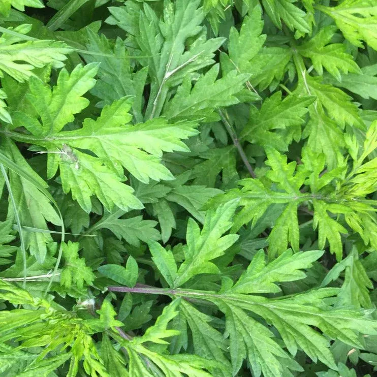 yomogi-mugwort-korean-wormwood Yomogi Mugwort (Korean Wormwood)