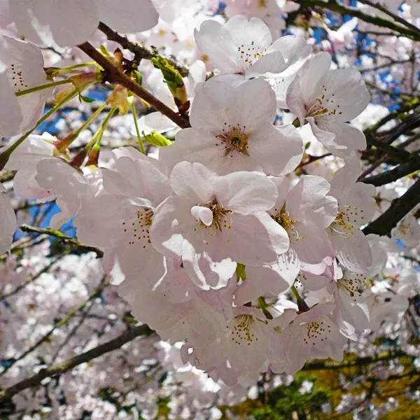 yoshino-cherry Yoshino Cherry