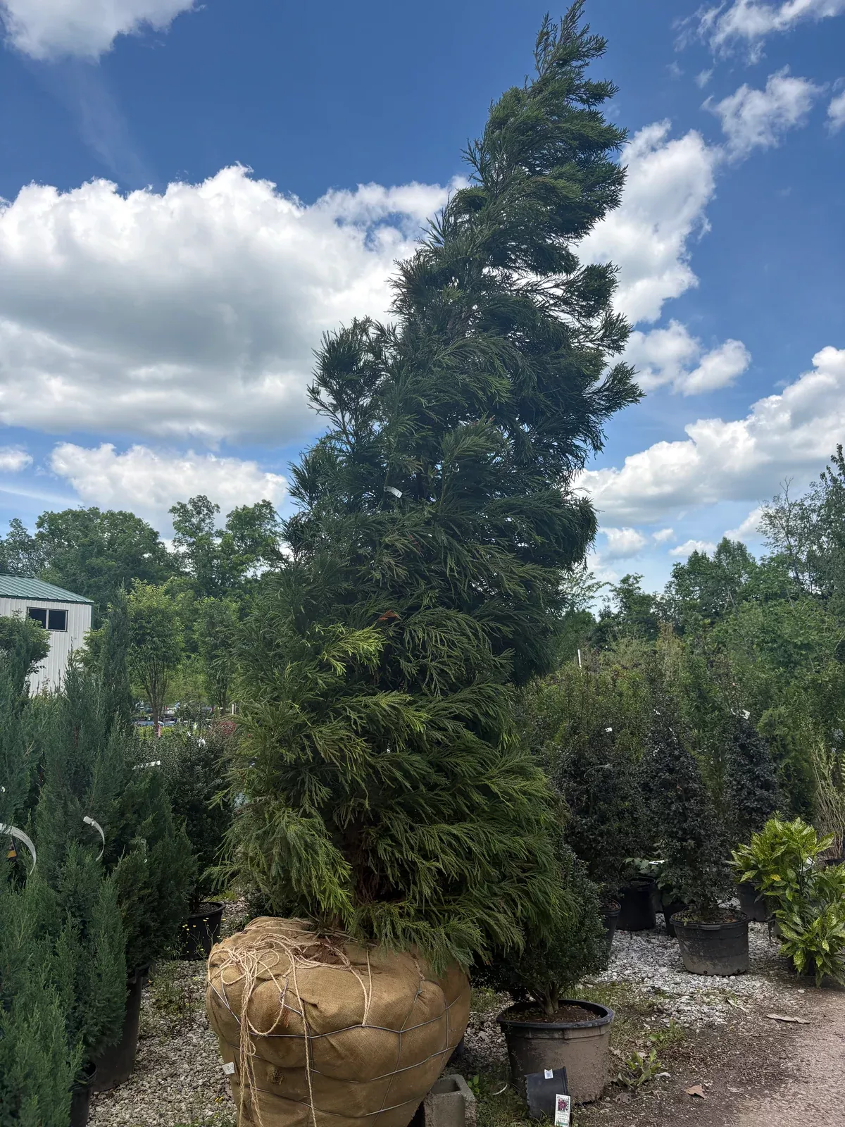 yoshino-cryptomeria-japanese-cedar Yoshino Cryptomeria (Japanese Cedar)