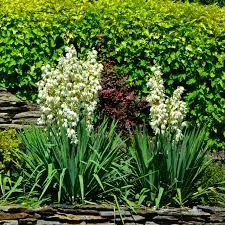 Yucca: 'Adam's Needle' / 'Palm Lily'- 1gal
