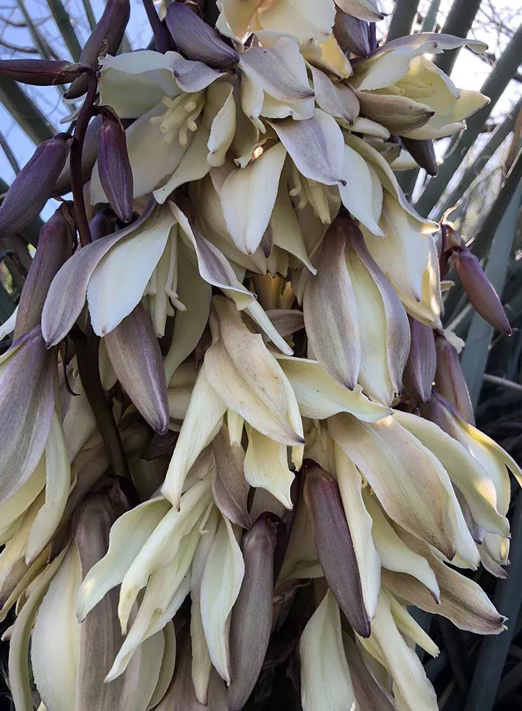 yucca-baccata-var-baccata-spanish-bayonet-banana-yucca-plant Yucca baccata var. baccata - Spanish Bayonet, Banana Yucca (Plant)