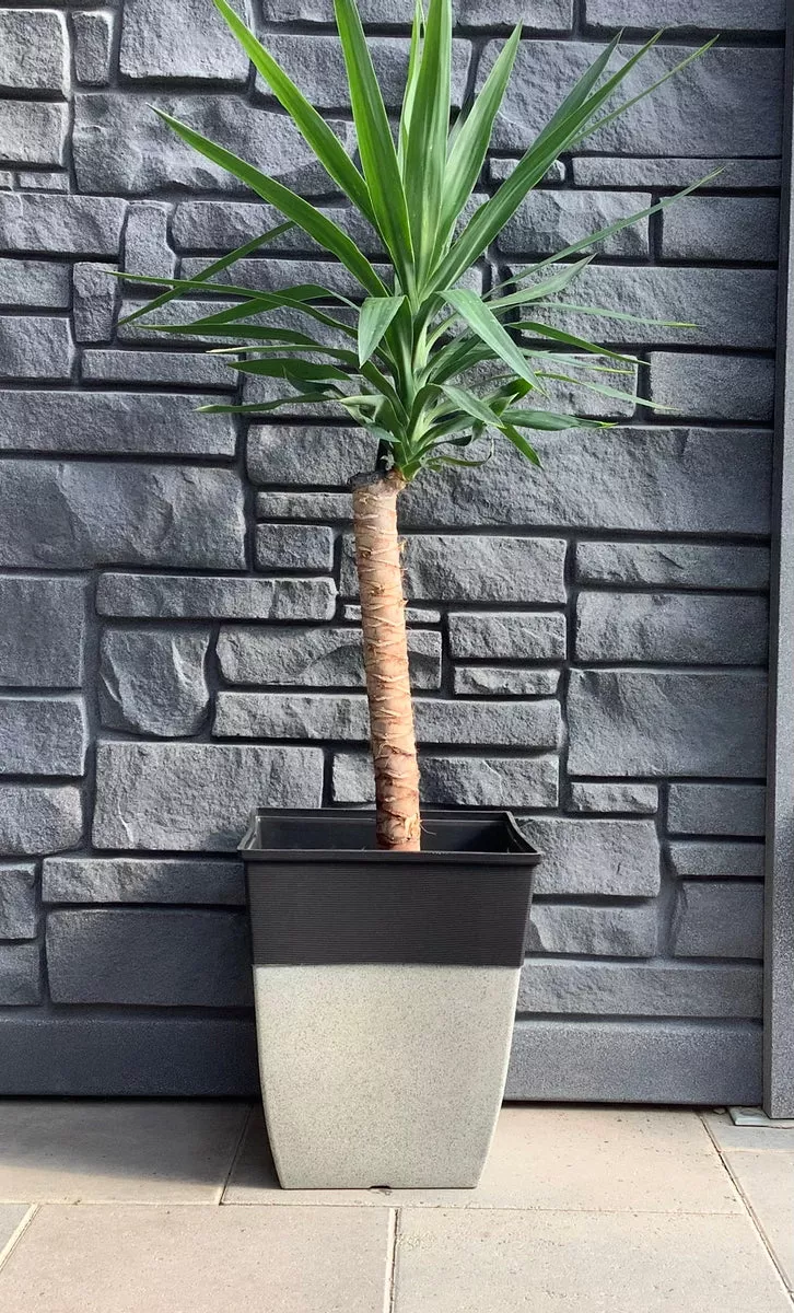 yucca-cane-10-1-ppp Yucca Cane 10" 1 ppp
