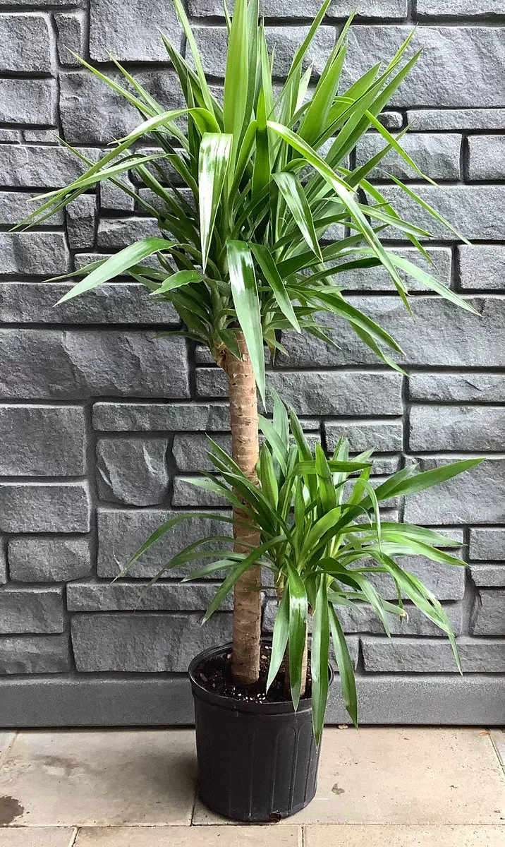 yucca-cane-2ppp-10 Yucca Cane - 2ppp 10"