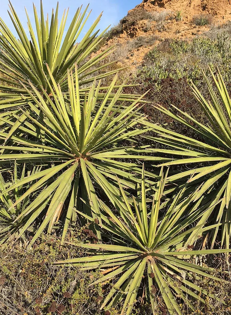 yucca-schidigera-mojave-yucca-plant Yucca schidigera - Mojave Yucca (Plant)