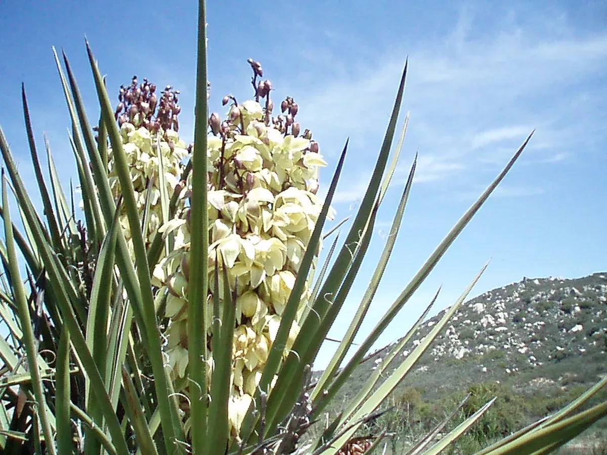 yucca-schidigera-mojave-yucca Yucca schidigera Mojave Yucca