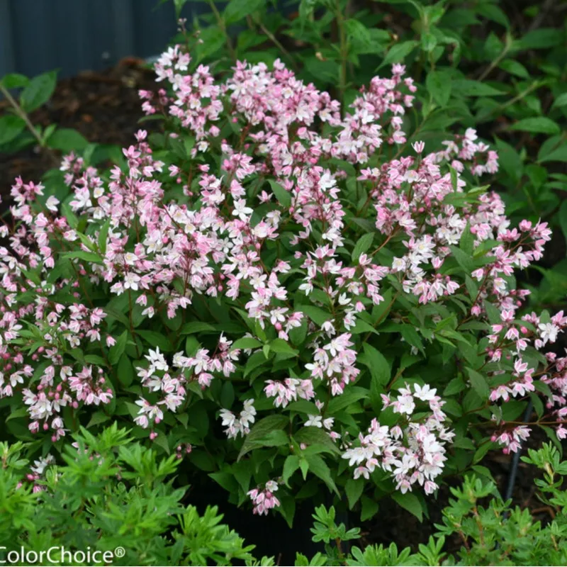 yuki-cherry-blossom-deutzia Yuki Cherry Blossom Deutzia