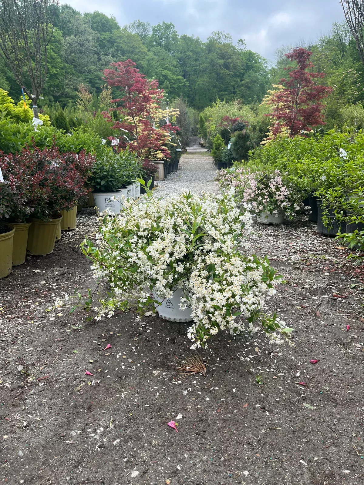 yuki-snowflake-deutzia Yuki Snowflake Deutzia