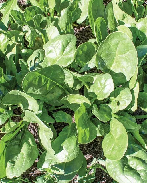 yukon-spinach Yukon Spinach